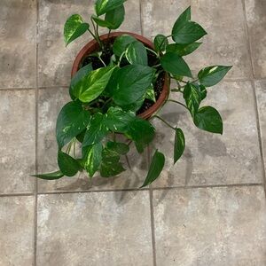 Green Pothos Plant in Brown Pot
